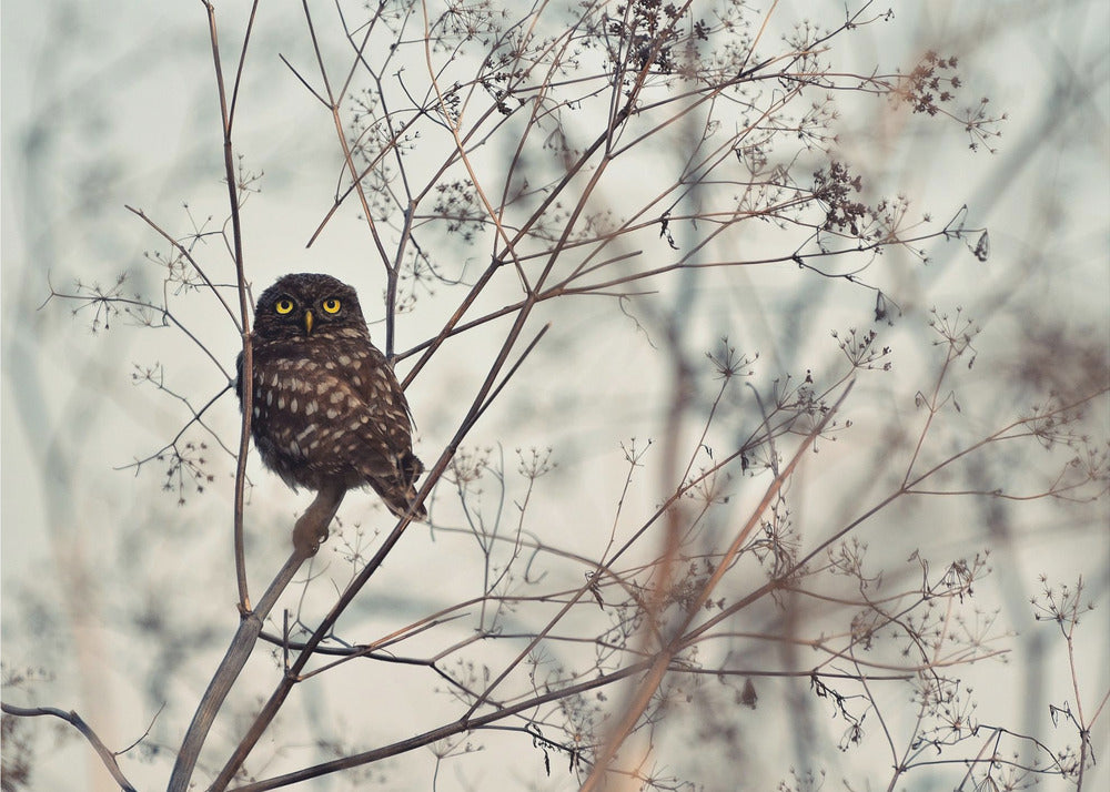 Look at Me! | Canvas