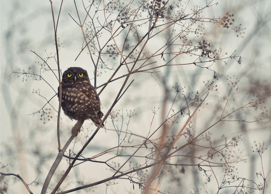 Look at Me! | Canvas