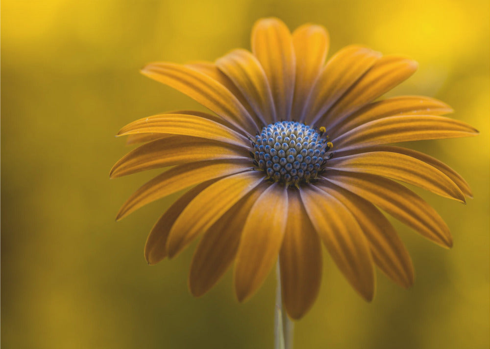 Sunshine Daisy | Canvas