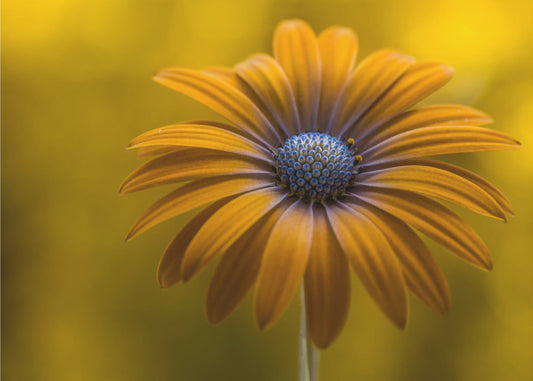 Sunshine Daisy | Canvas