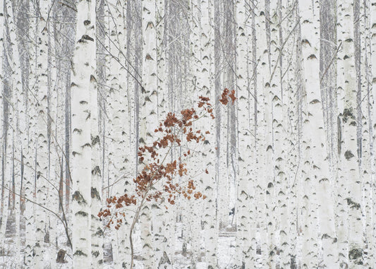 From White | Wallpaper