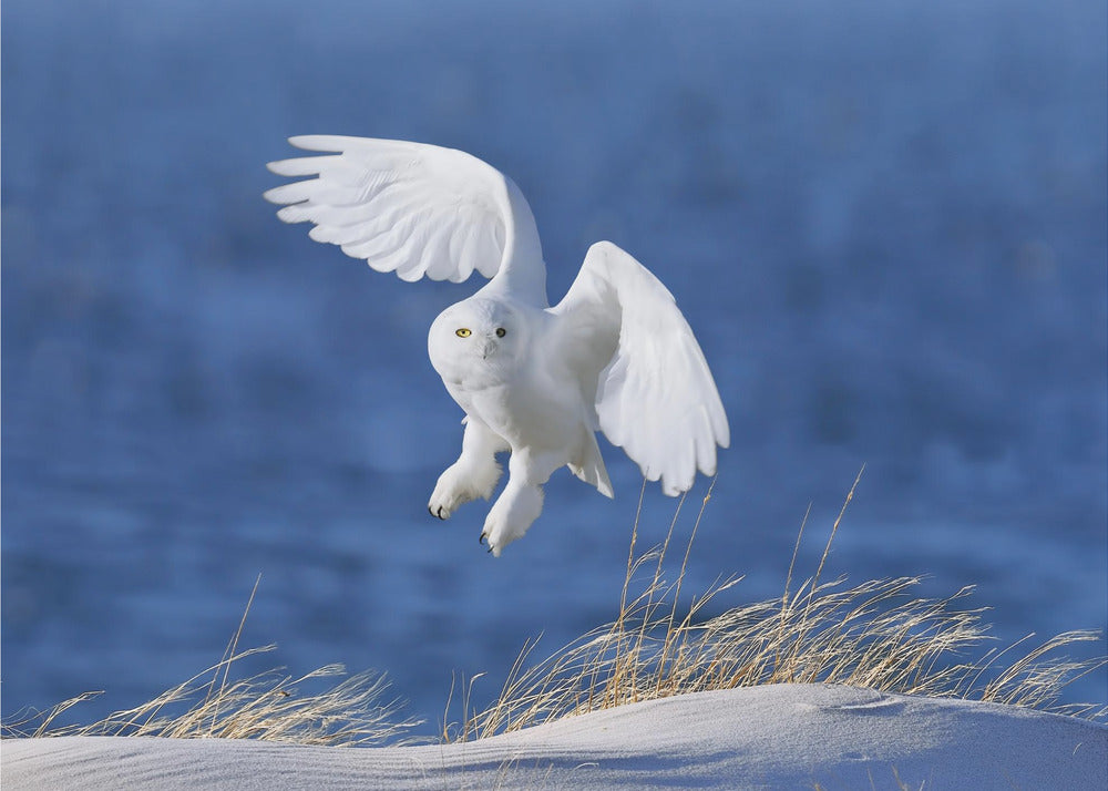 White Spirit demon | Wallpaper