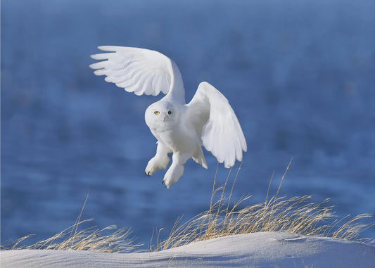 White Spirit demon | Canvas