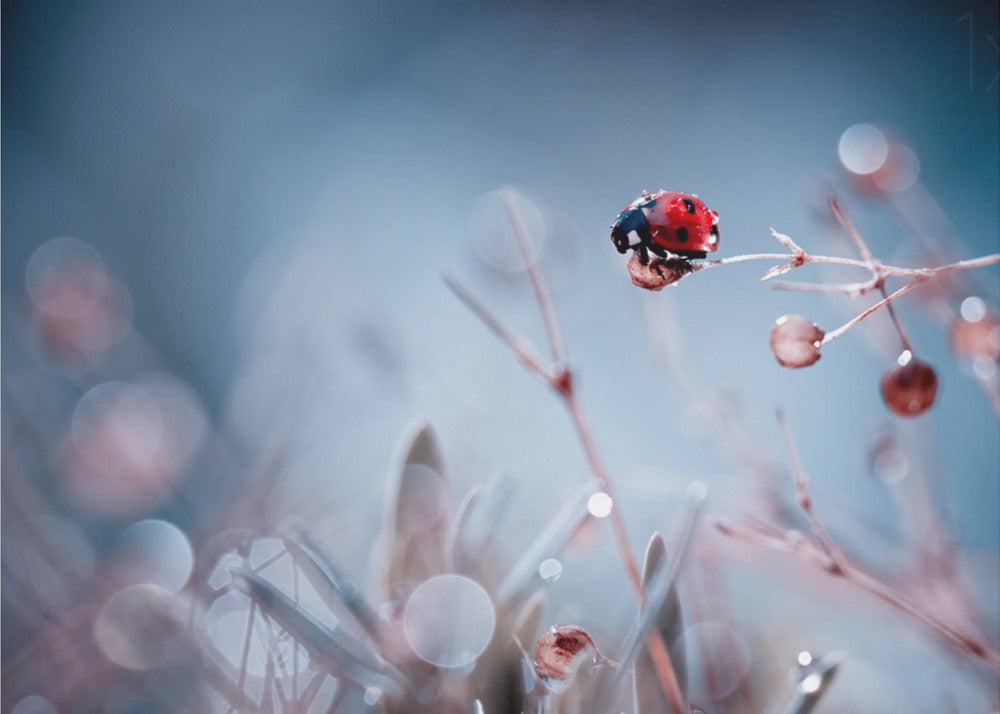 High Diving | Poster