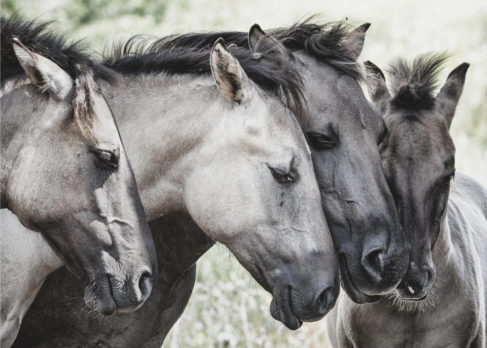 Four Konik Horses | Poster