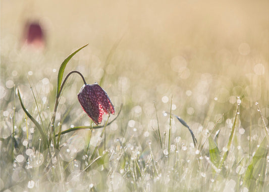 Morningdew | Wallpaper