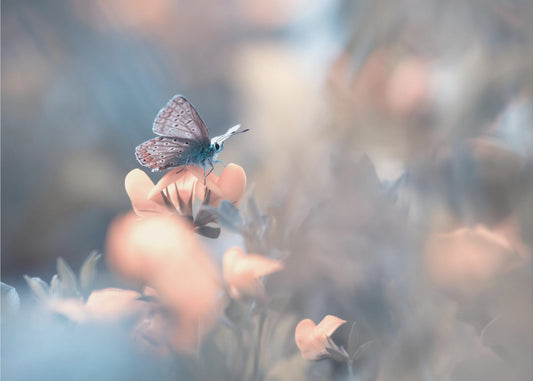 Parmi les dakinis | Poster