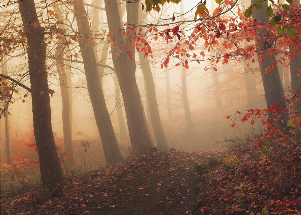 Towards the light. | Canvas