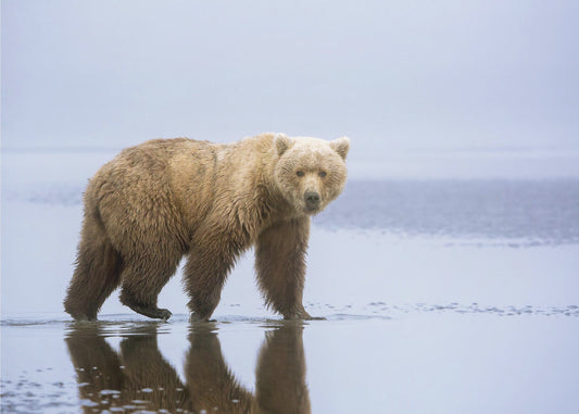 The Bear Walk | Canvas