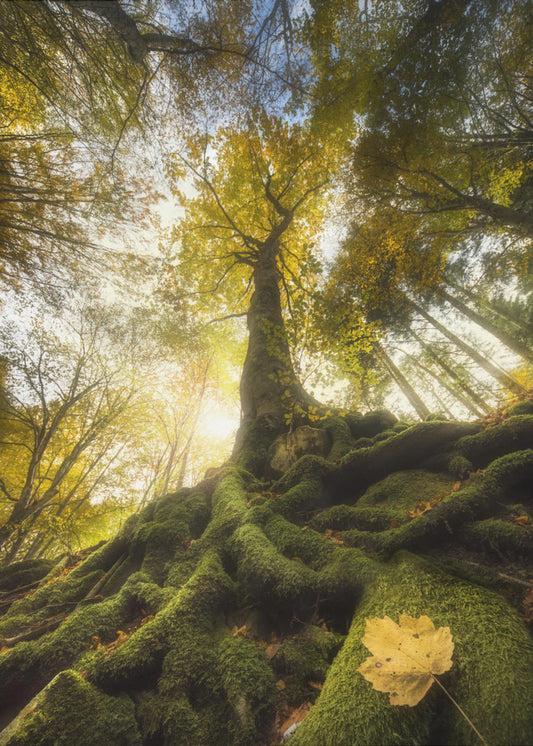 The goodbye of a leaf | Canvas
