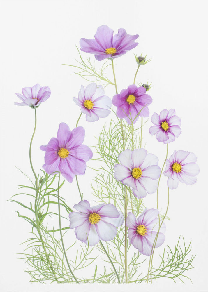 Cosmos Comfort | Poster