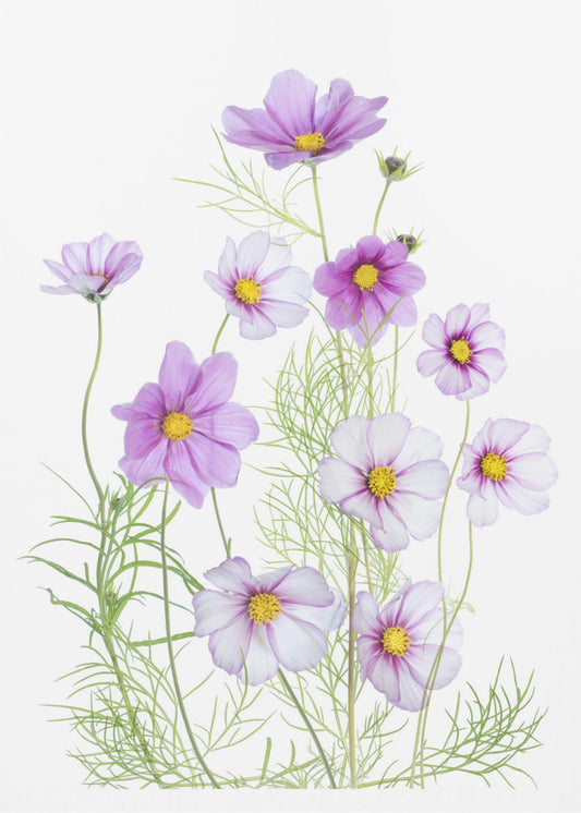 Cosmos Comfort | Canvas