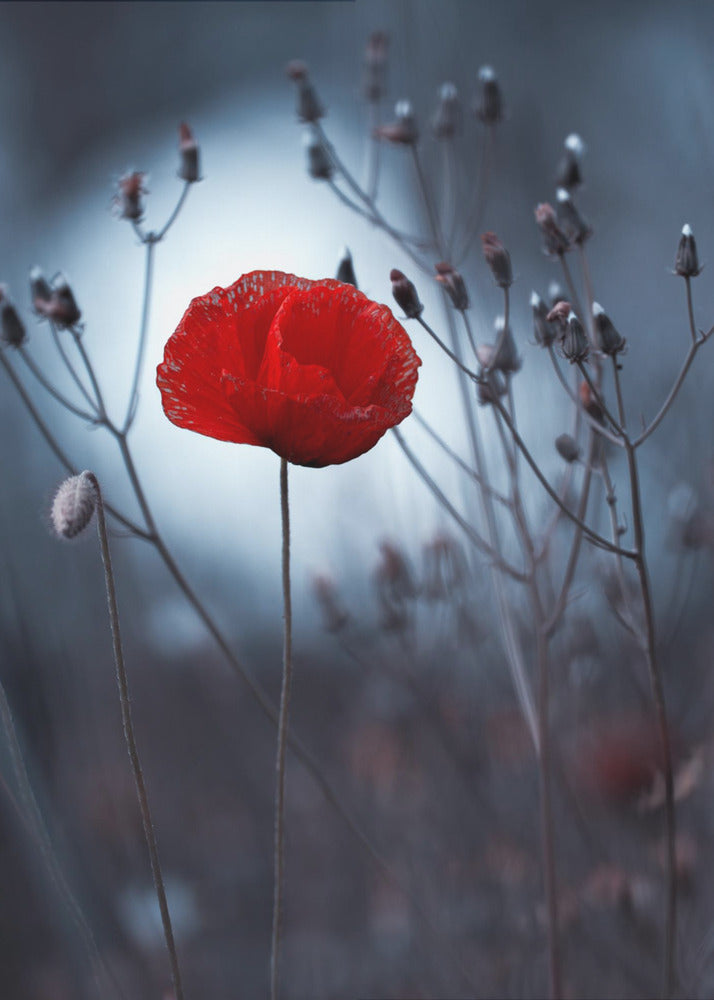 Flower not by kenzo. By me | Poster