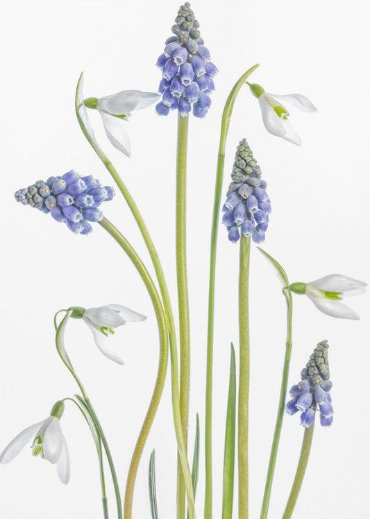 Muscari and Galanthus | Poster