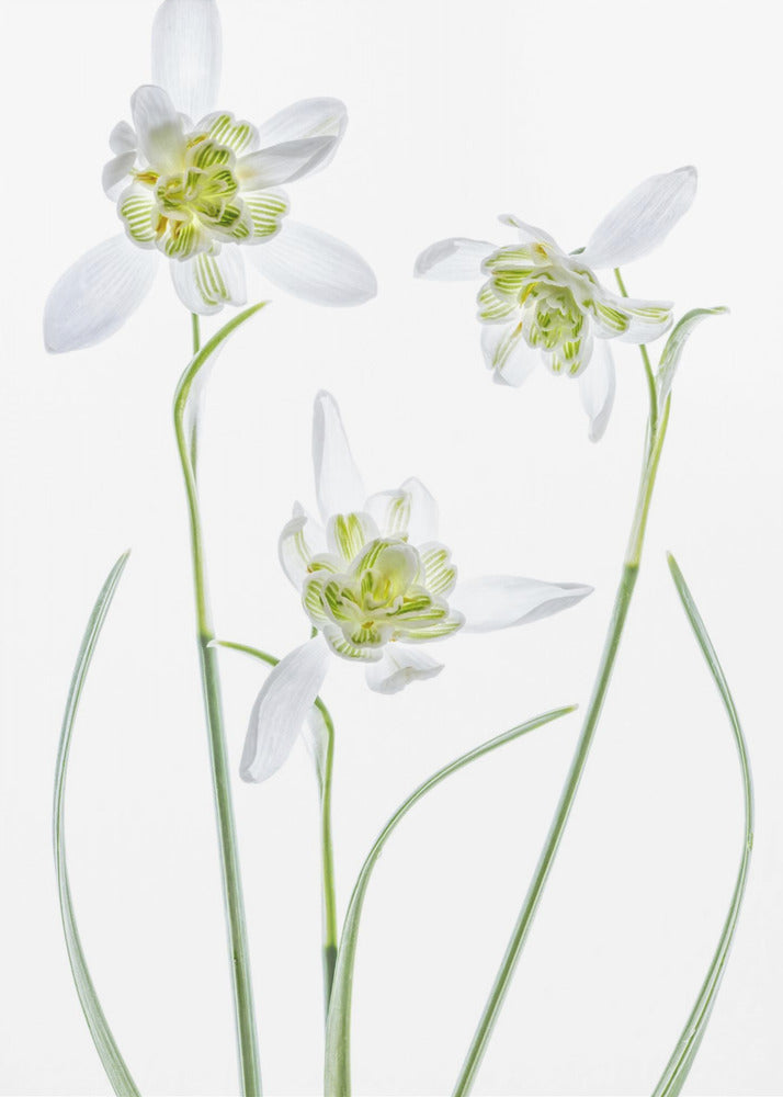 Galanthus Flore Pleno | Canvas