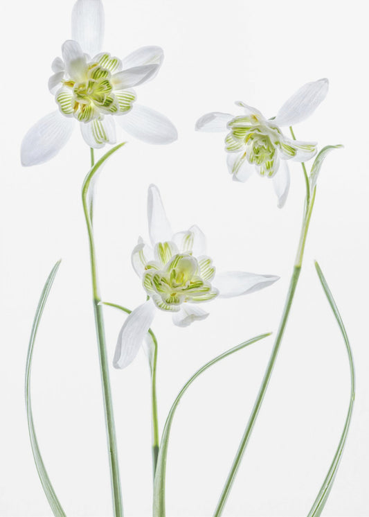 Galanthus Flore Pleno | Canvas