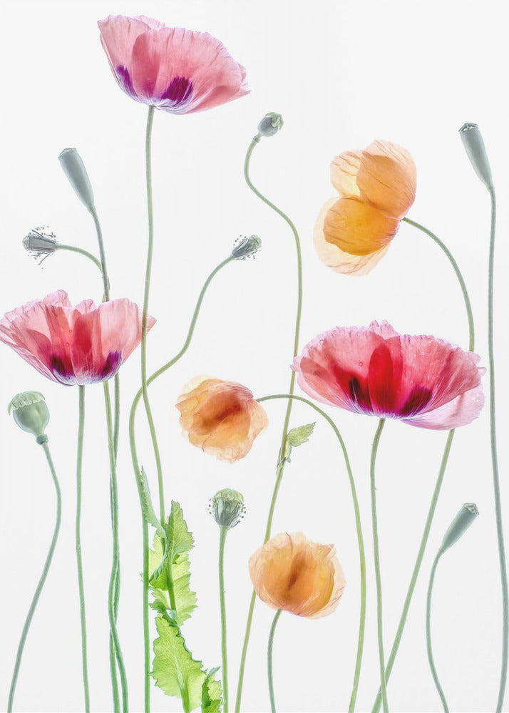 Poppies | Poster