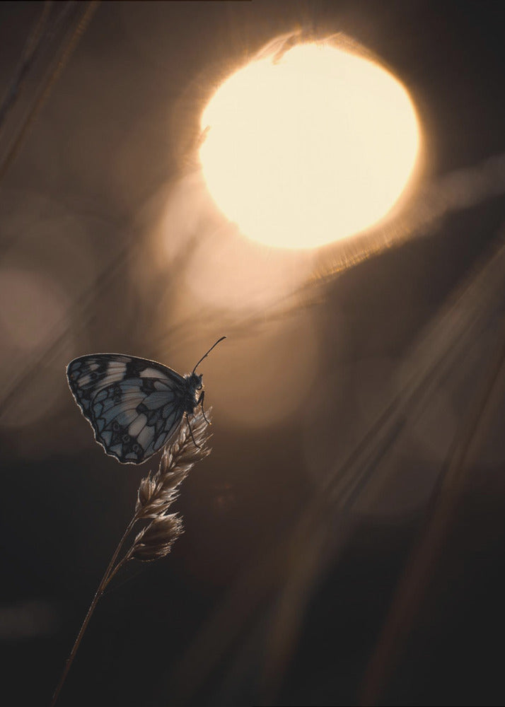 Communion avec les astres | Poster