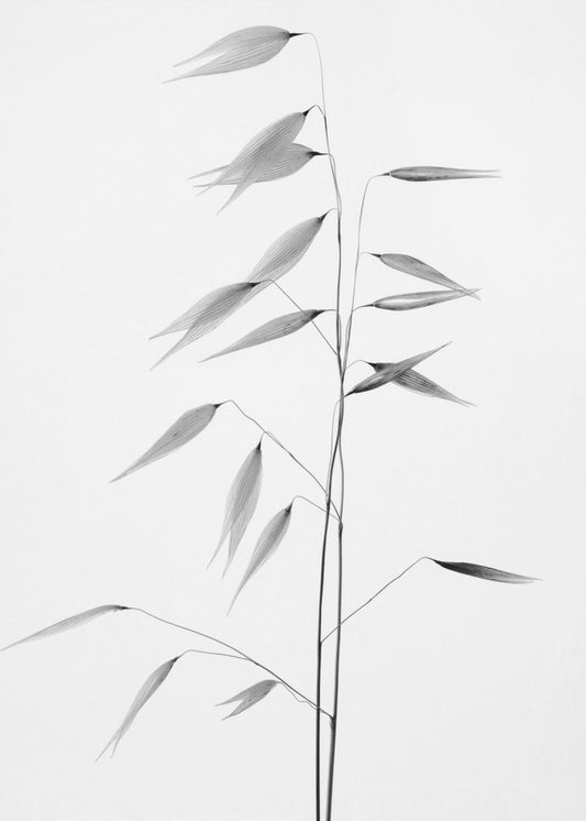 Sharpness of the nature | Poster