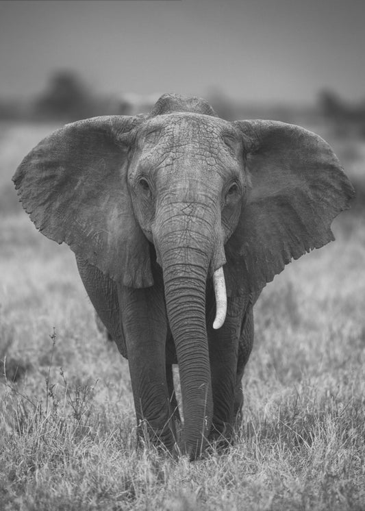 SINGULARITY | Canvas