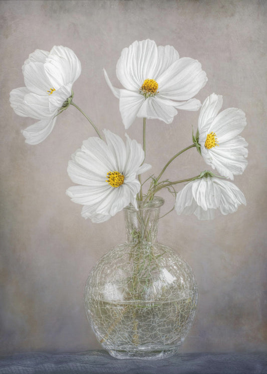 Simply Cosmos | Poster