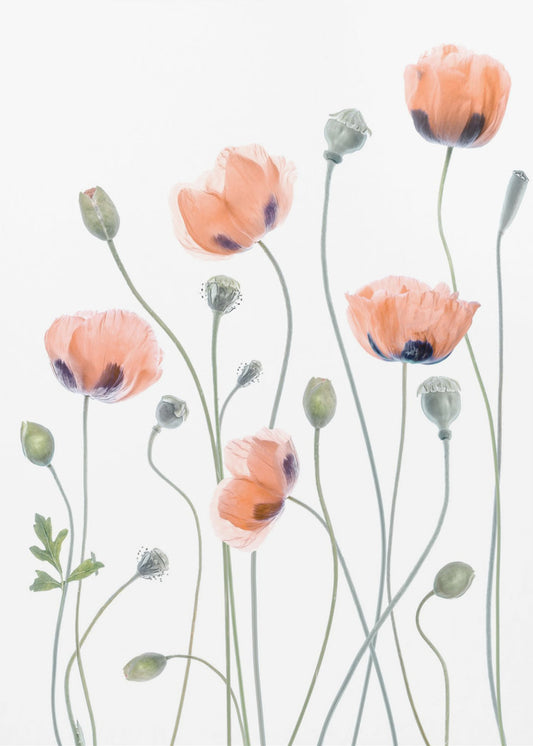 Poppies | Poster