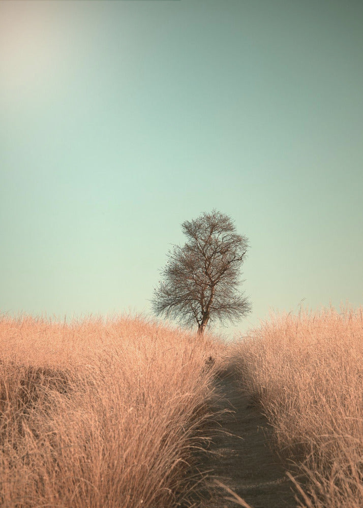 Grass and Path | Canvas