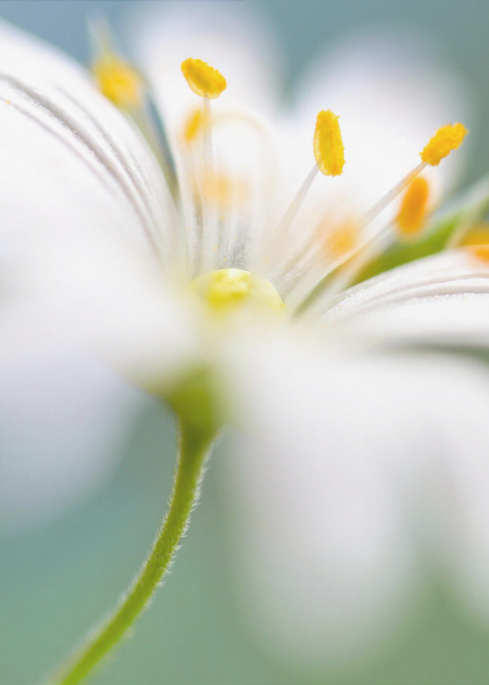 Stitchwort surprise | Poster