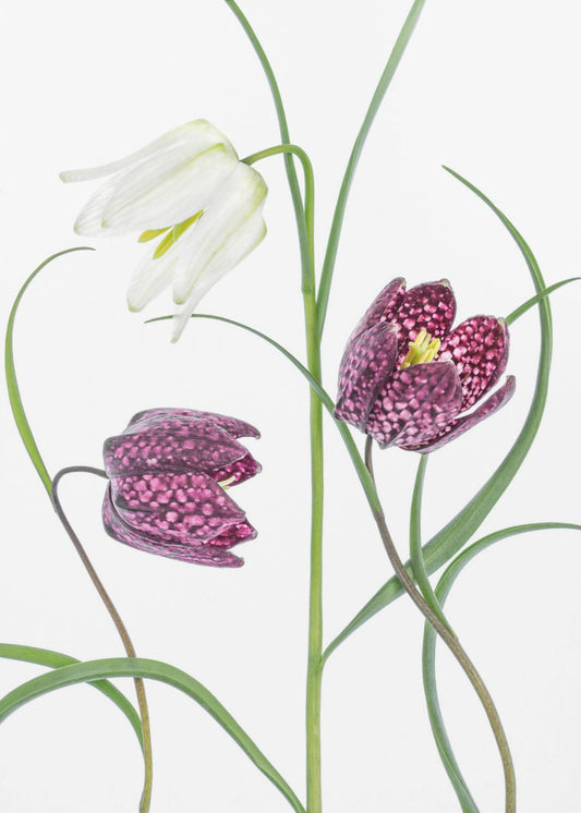 Snakes head Fritillary | Canvas