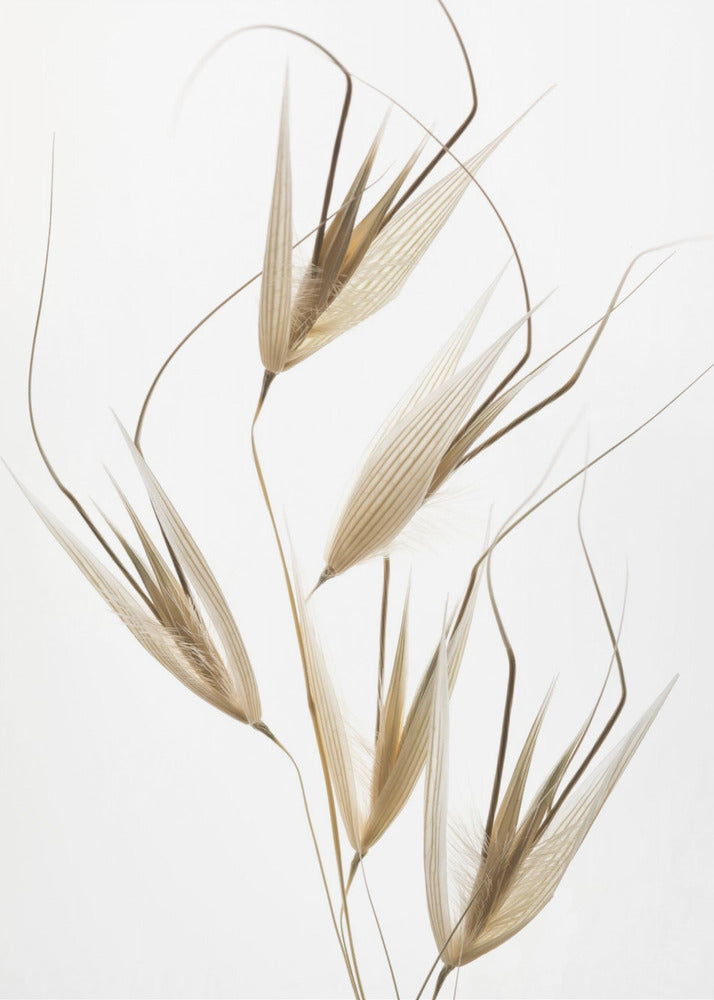 Delicacy of nature | Canvas