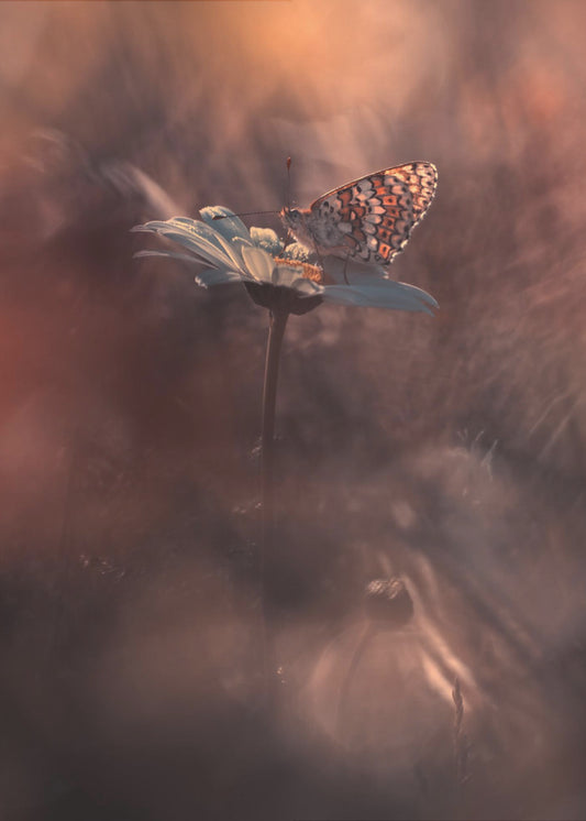 Pyrotechnics | Canvas