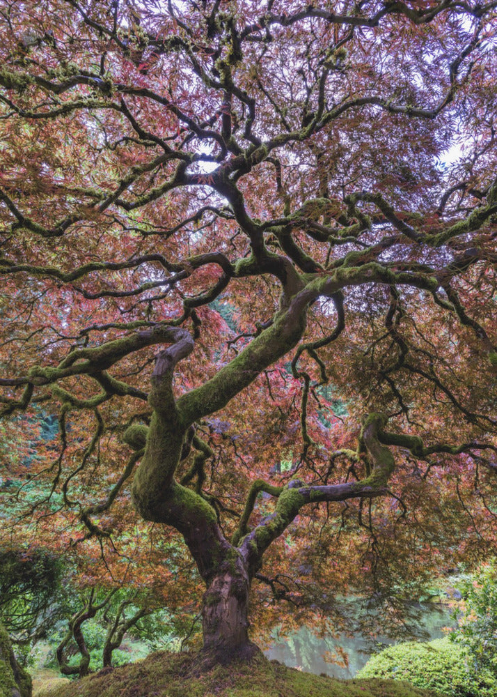 Japanese Maple Tree | Poster