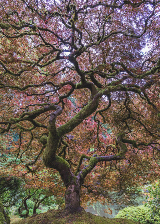 Japanese Maple Tree | Poster