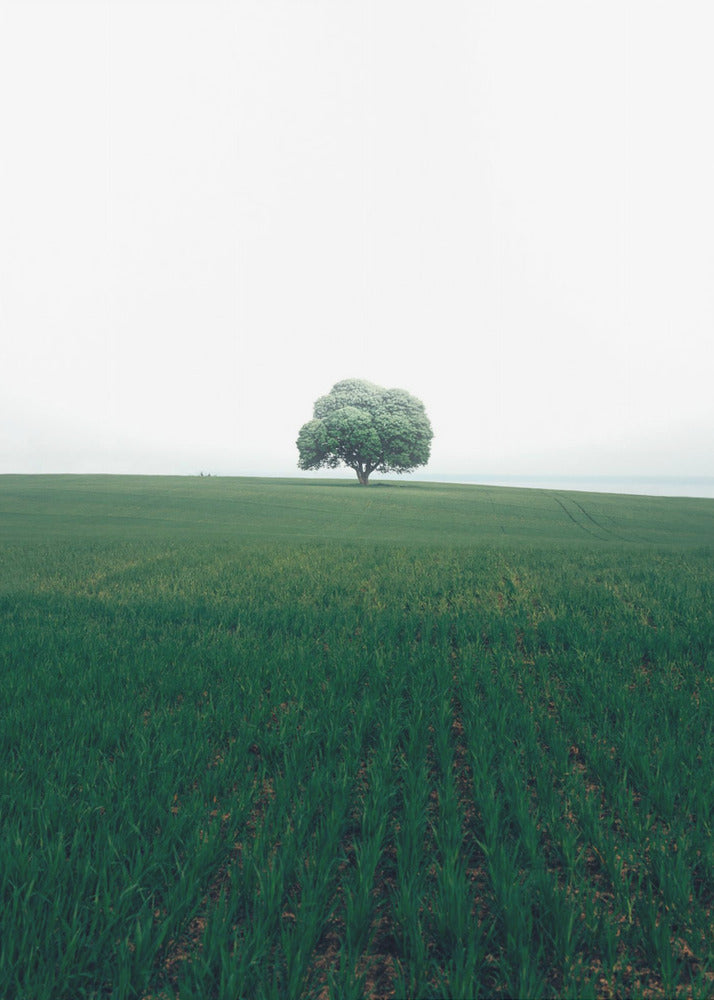 The lonely oak tree | Poster