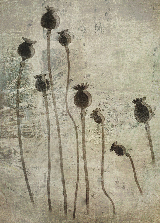 Poppy seedlings | Poster