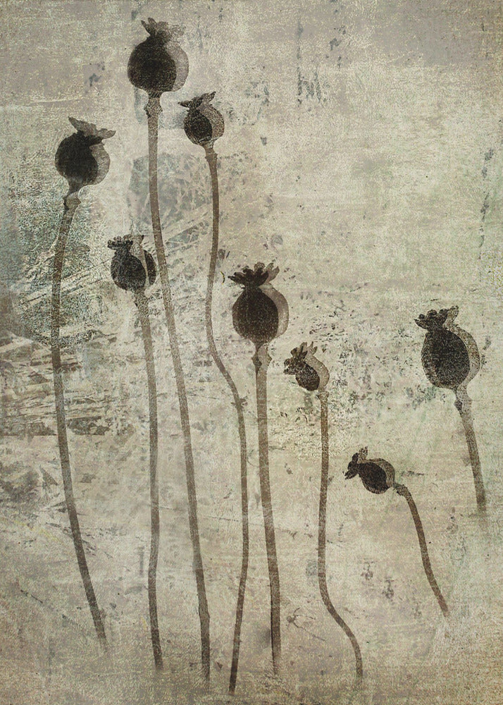 Poppy seedlings | Canvas