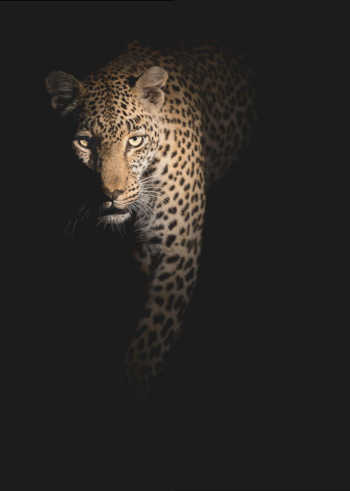 Out of the darkness | Poster