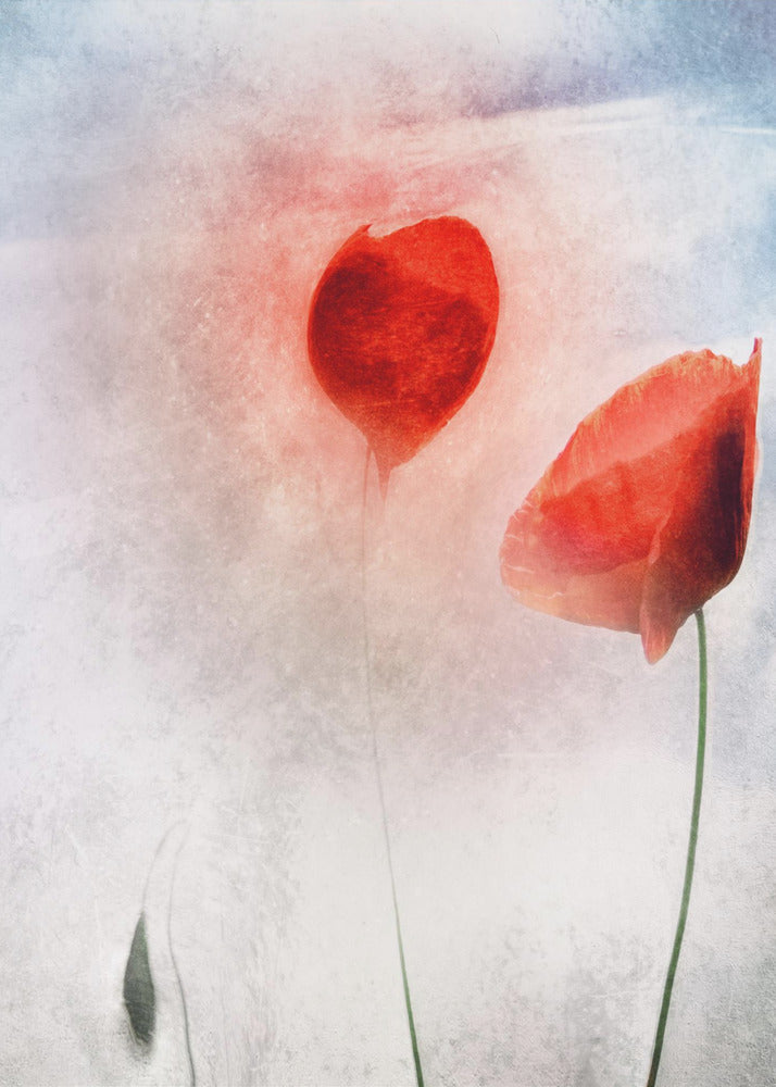 In Flanders Fields | Poster