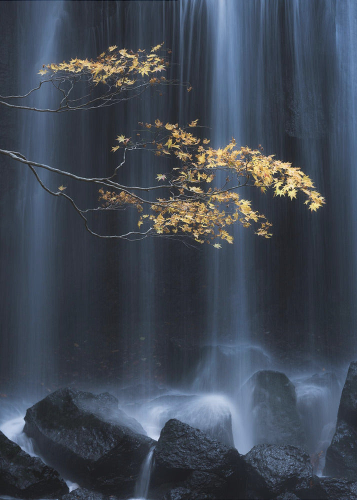 Yellow Autumn | Canvas