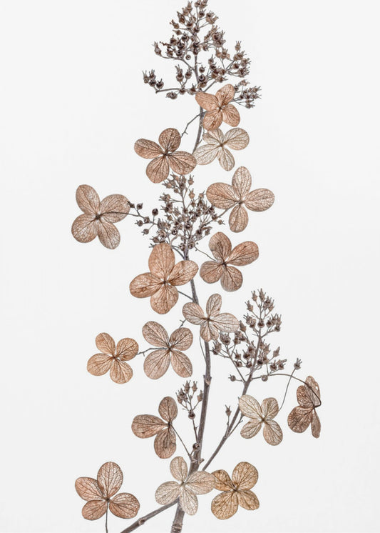 Hydrangea Paniculata | Poster