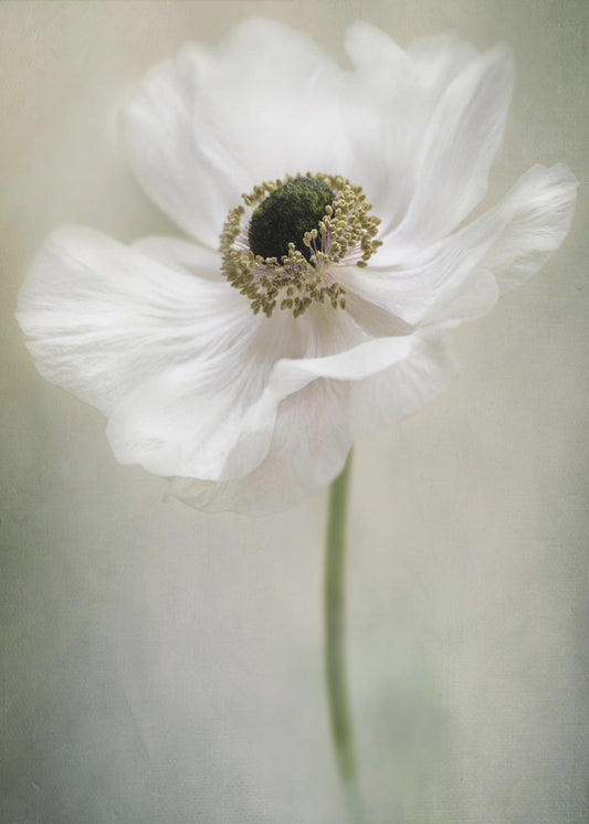 Single White | Poster