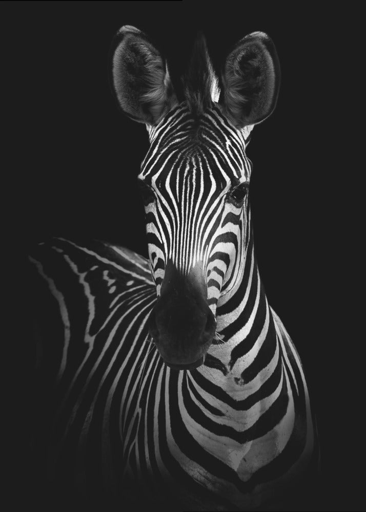 The Zebra | Poster