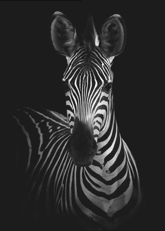 The Zebra | Poster