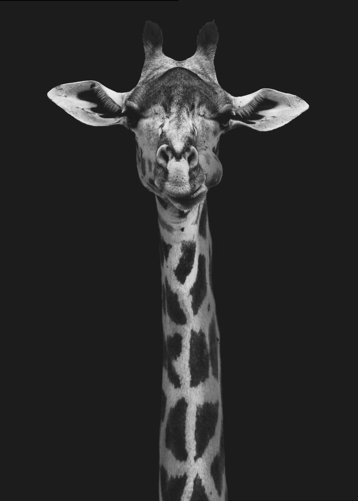 Giraffe Portrait | Canvas