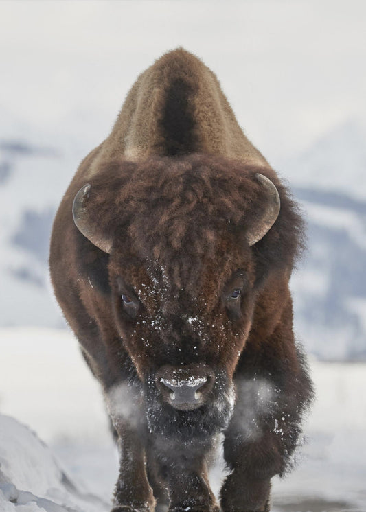 Bison Incoming | Canvas