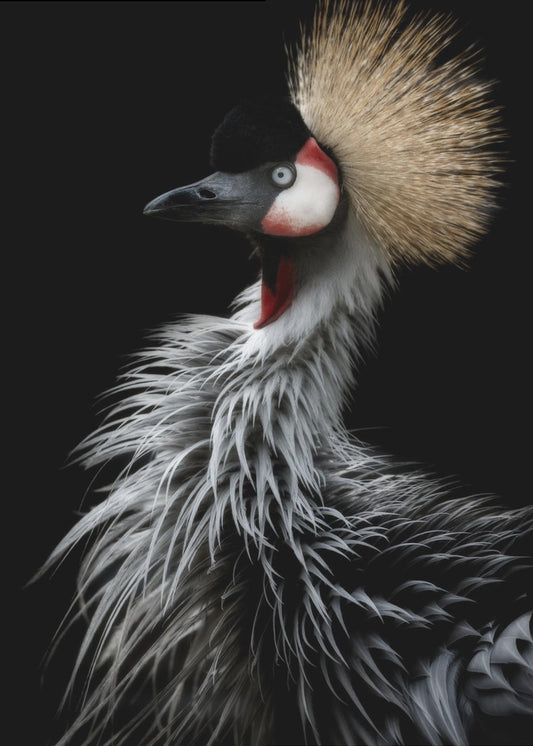 Crowned crane's portrait | Canvas