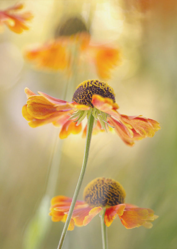 Helenium | Canvas