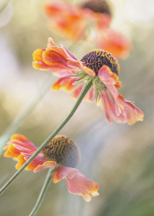 Helenium* | Poster