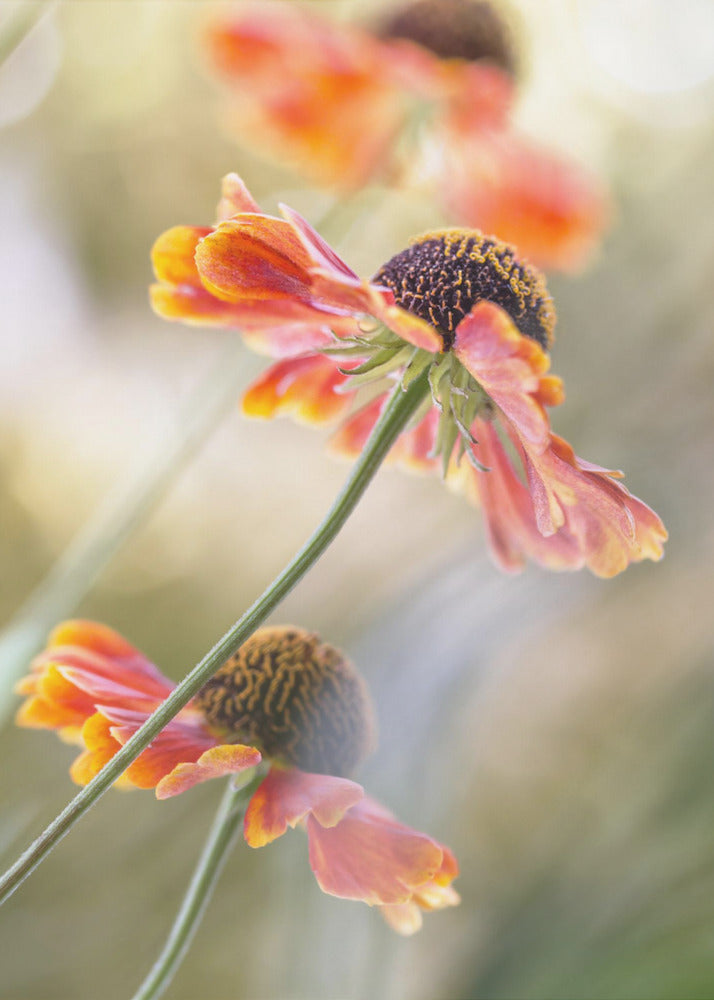 Helenium* | Canvas