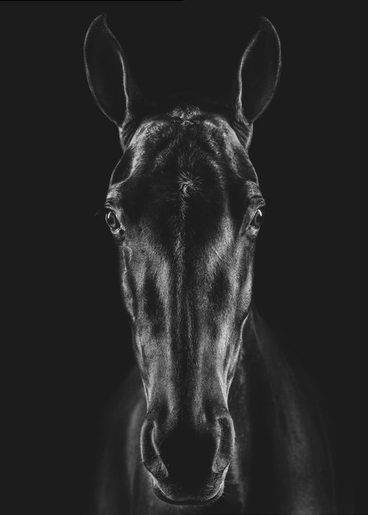 The Horse in Noir 15 | Poster